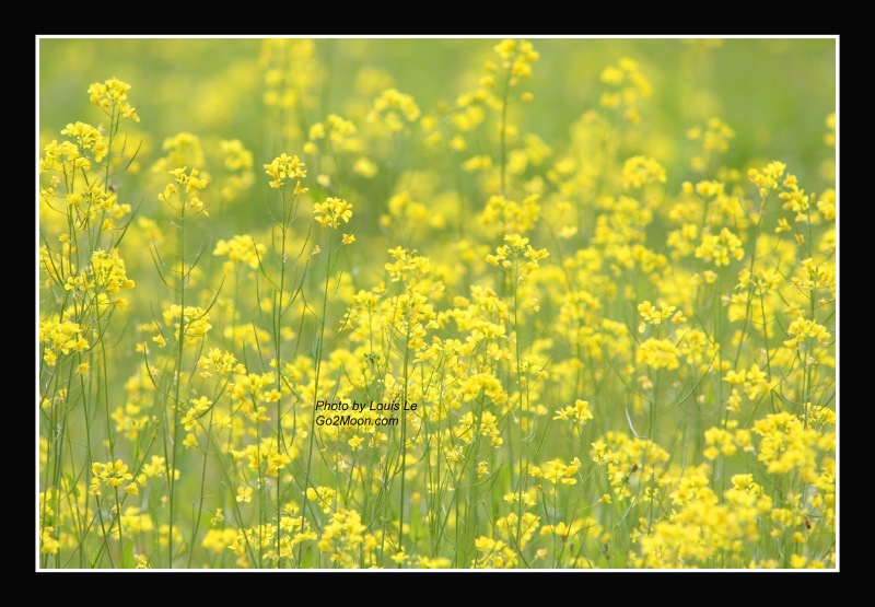 Yellow Mustard Field