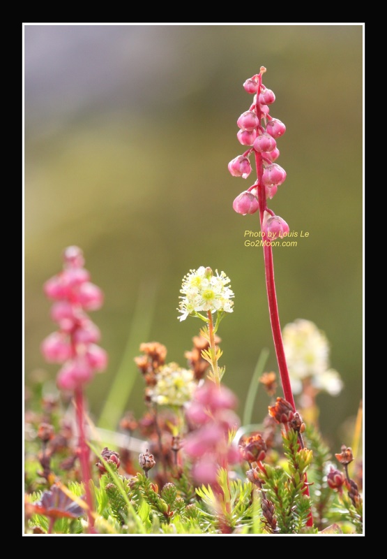 Pink Pyrola