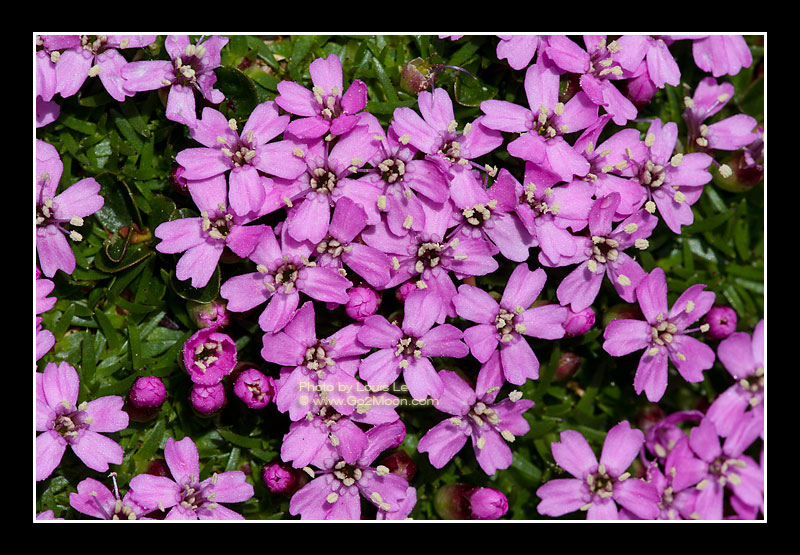 Moss Campion