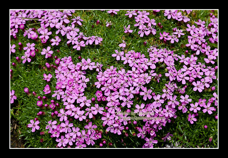 Moss Campion