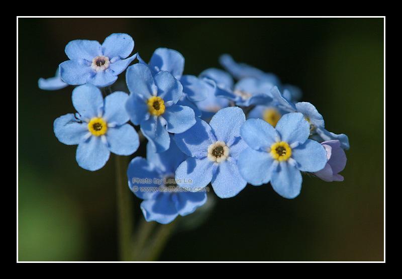 Forget Me Not