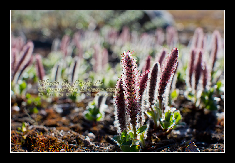 Arctic Willow