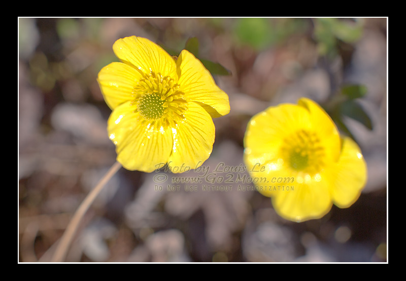 Ranunculus nivalis