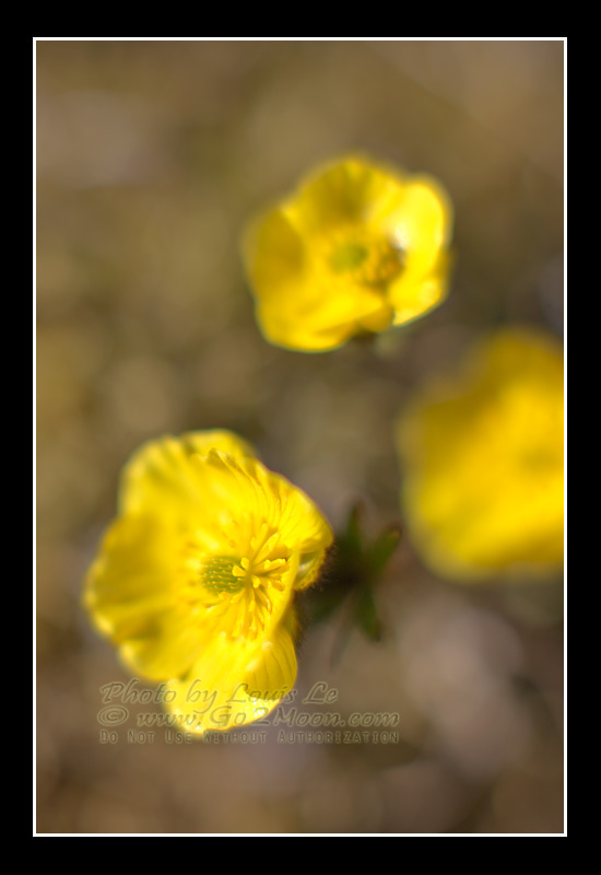 Ranunculus nivalis