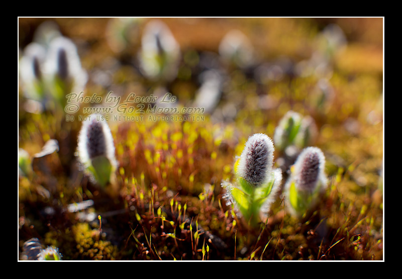 Arctic Willow