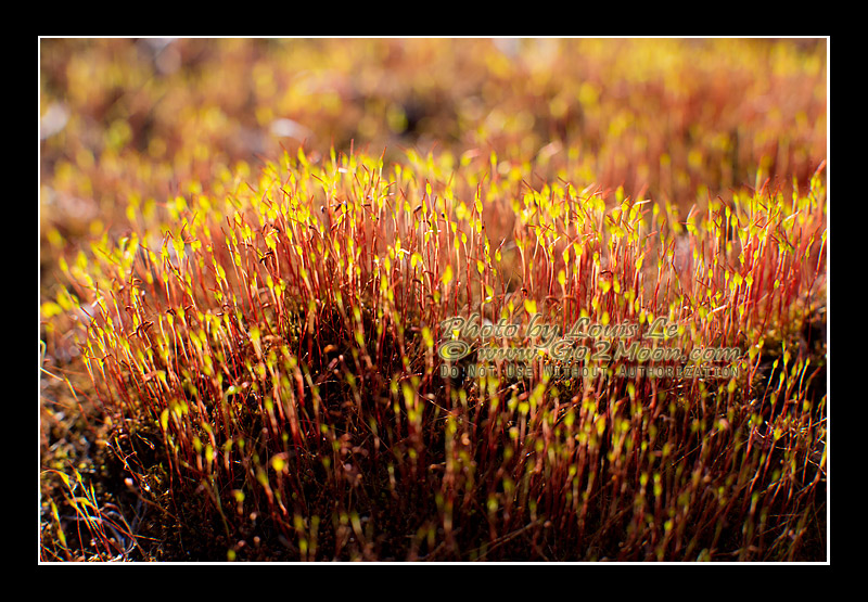 Moss Sporophyte