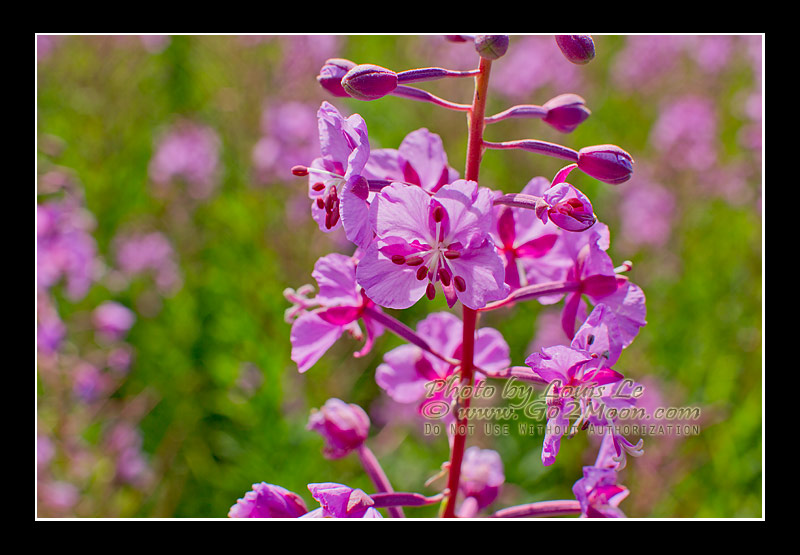 Fireweed in Alaska