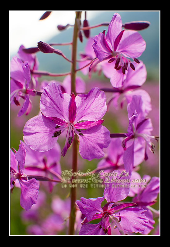 Alaska Fireweed