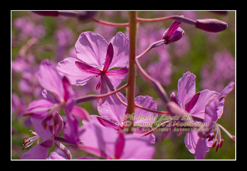 Alaska Fireweed