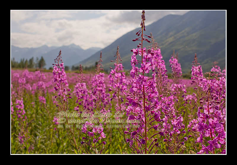 Fireweed in Alaska