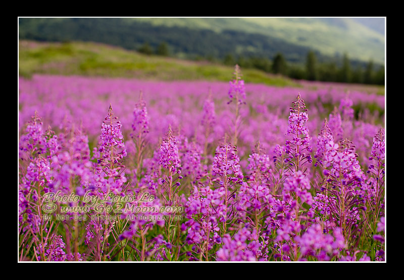 Alaska Fireweed
