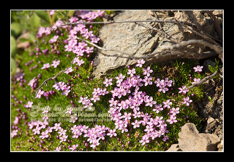 Moss Campion
