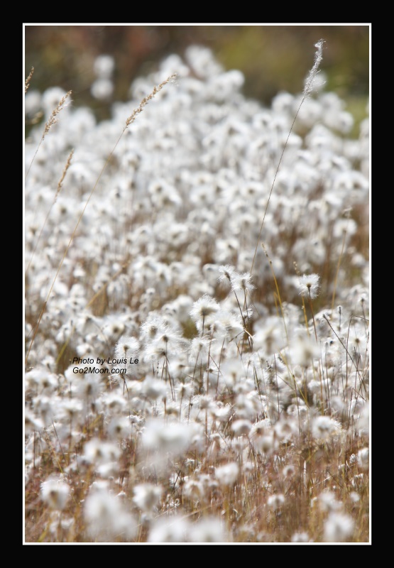 Alaska Cotton Grass