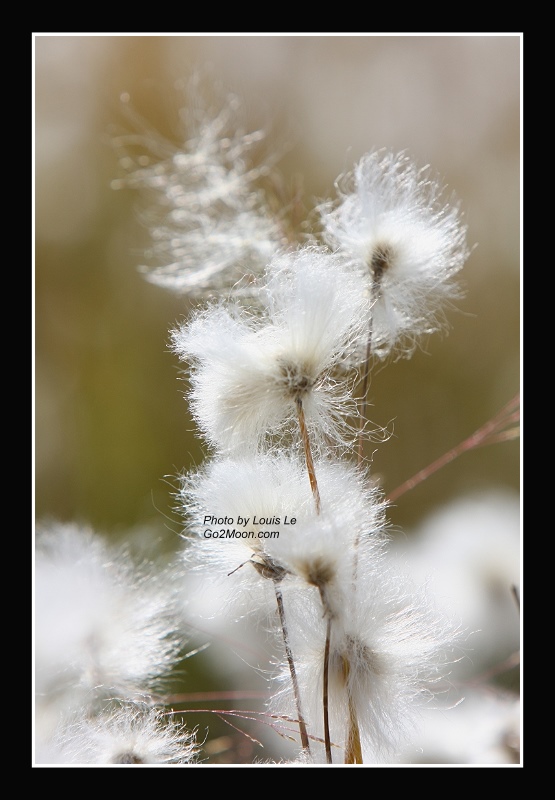 Cotton Flower