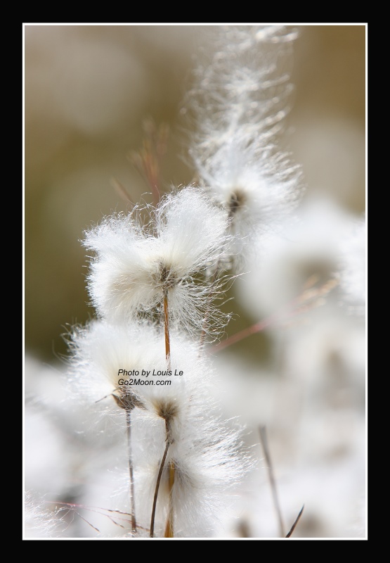 Cotton Grass