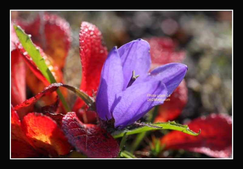 Mountain Harebell