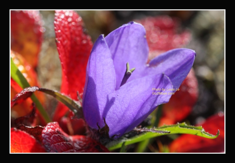 Mountain Harebell