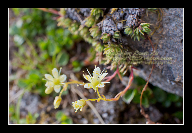 Yellowdot Saxifrage