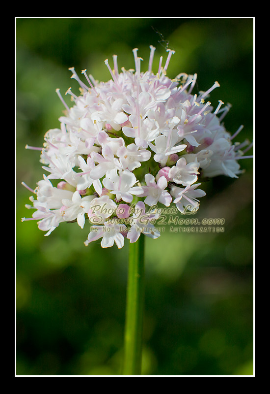 Sitka Valerian