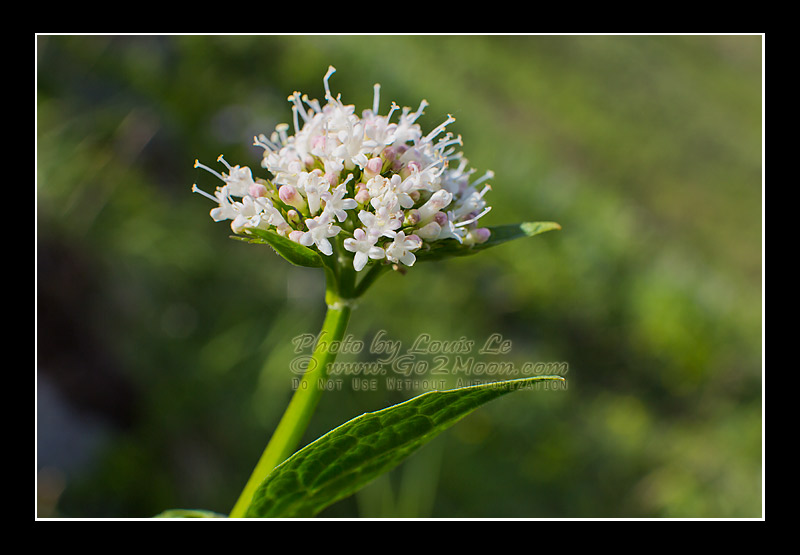 Valeriana sitchensis