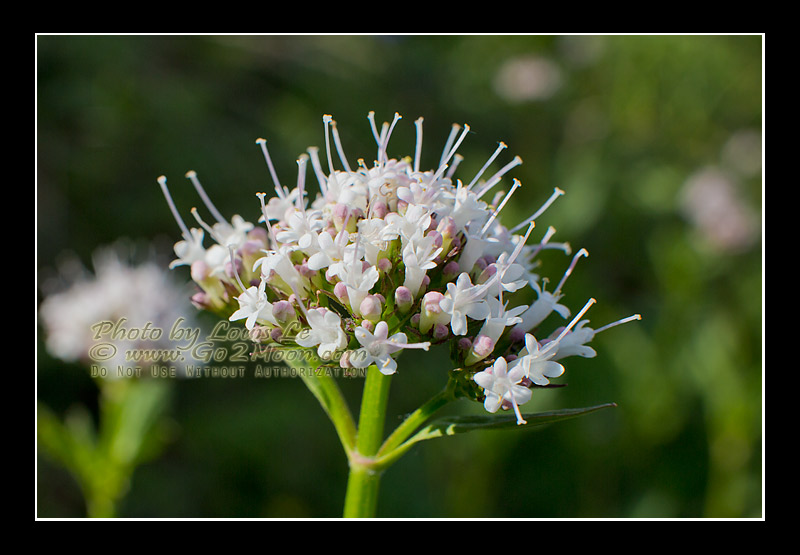 Sitka Valerian