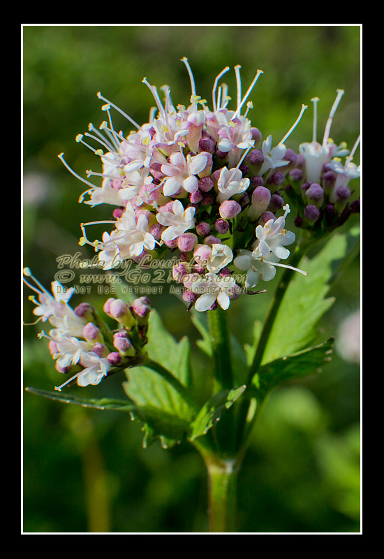 Sitka Valerian