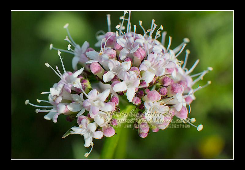 Valeriana sitchensis