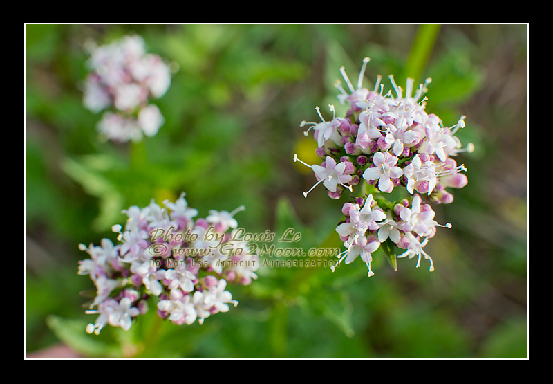 Valeriana sitchensis