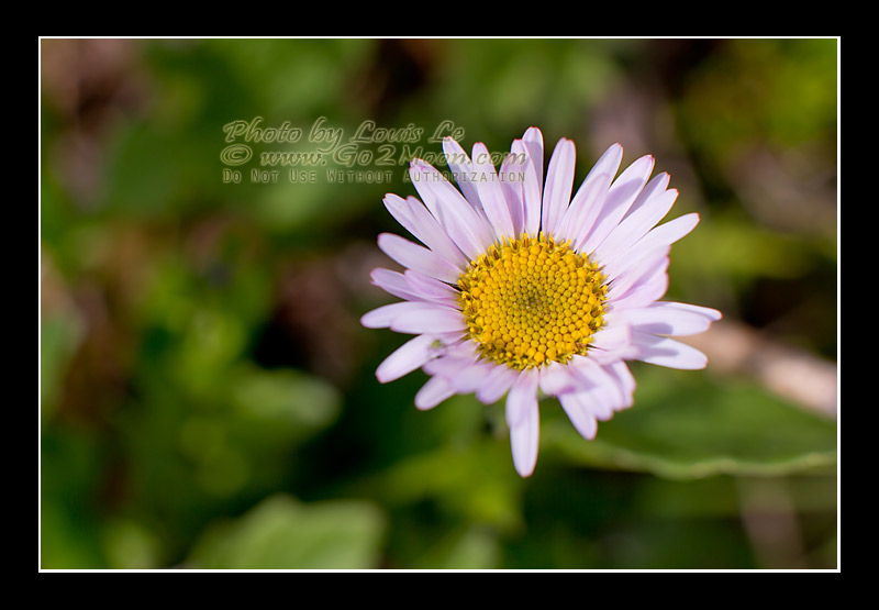 Erigeron peregrinus