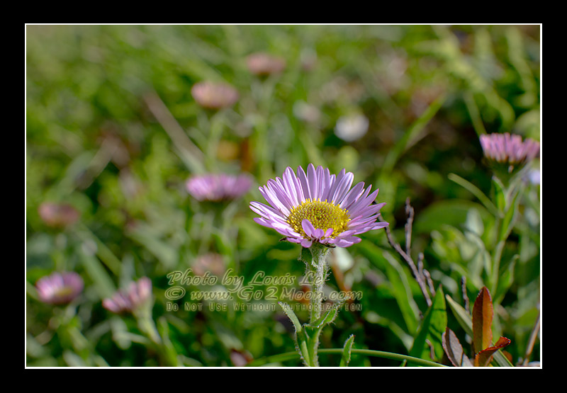 Erigeron peregrinus