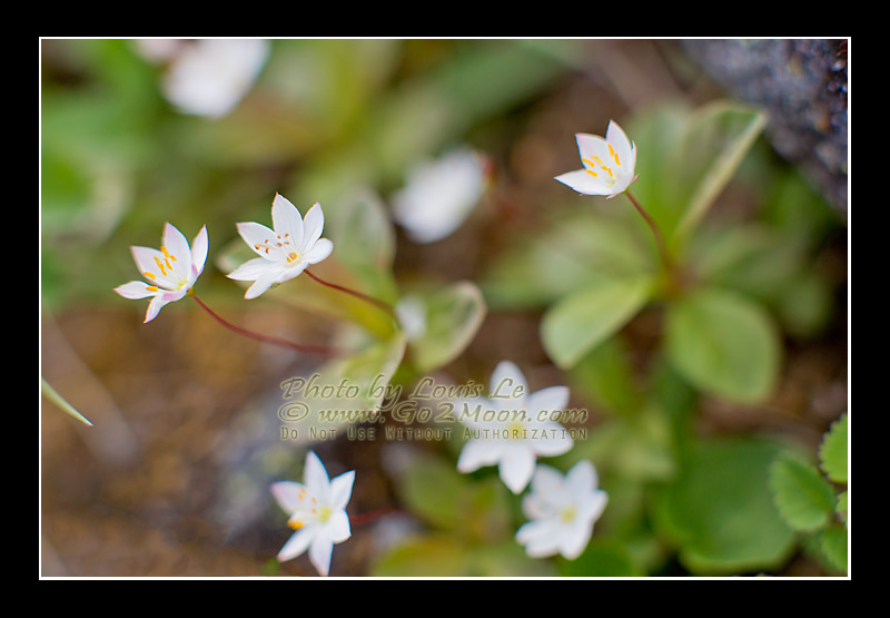 Chickweed Wintergreen