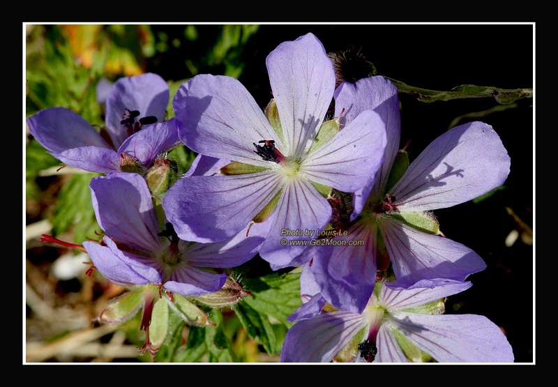 Wild Geranium