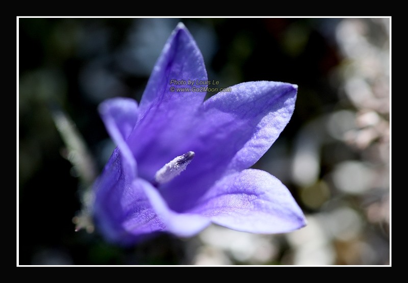 Mountain Harebell