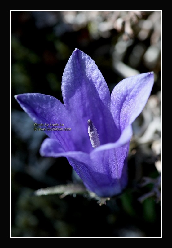 Mountain Harebell