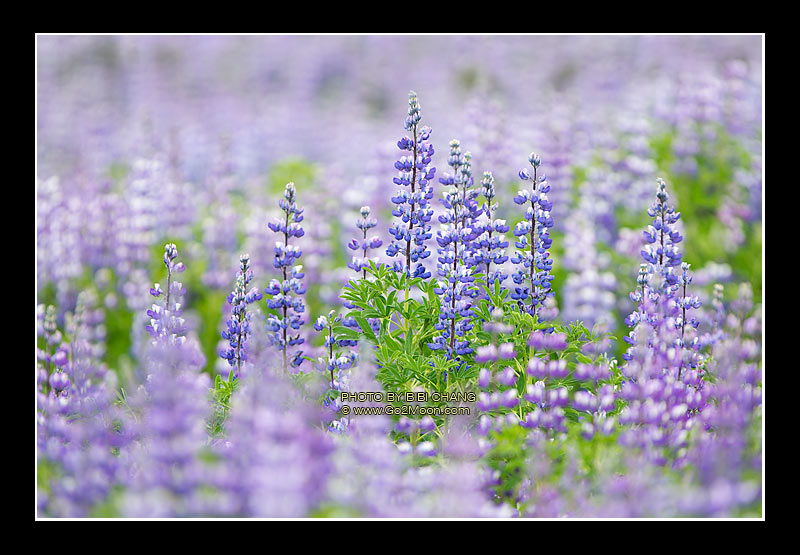Alaska Lupin Field