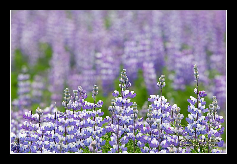 Alaska Lupin Field