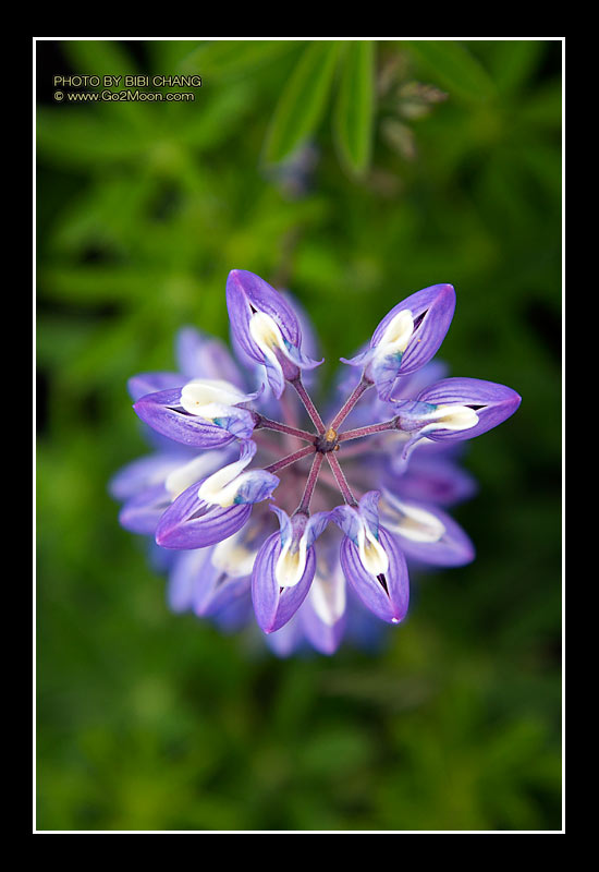Alaska Lupin Field