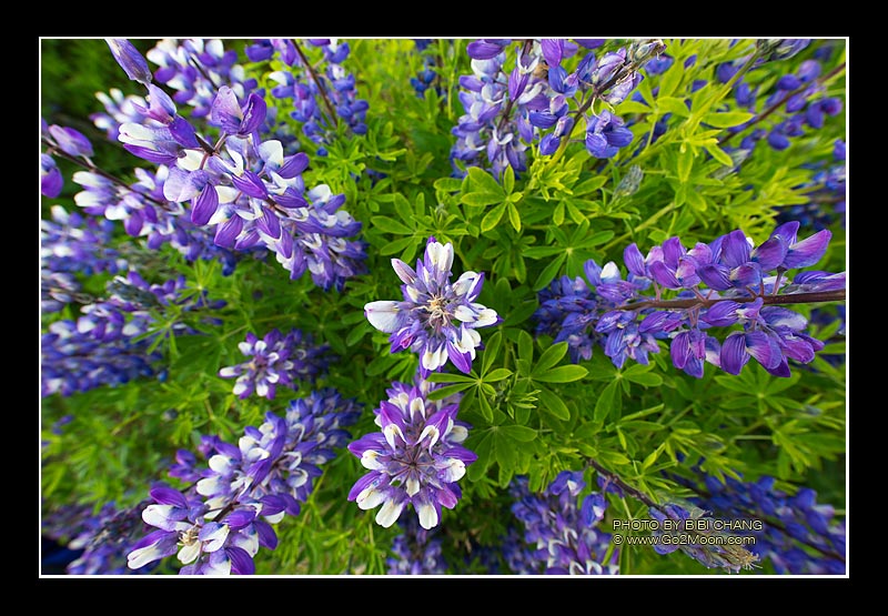Alaska Lupin Field