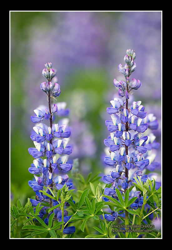Alaska Lupin Field