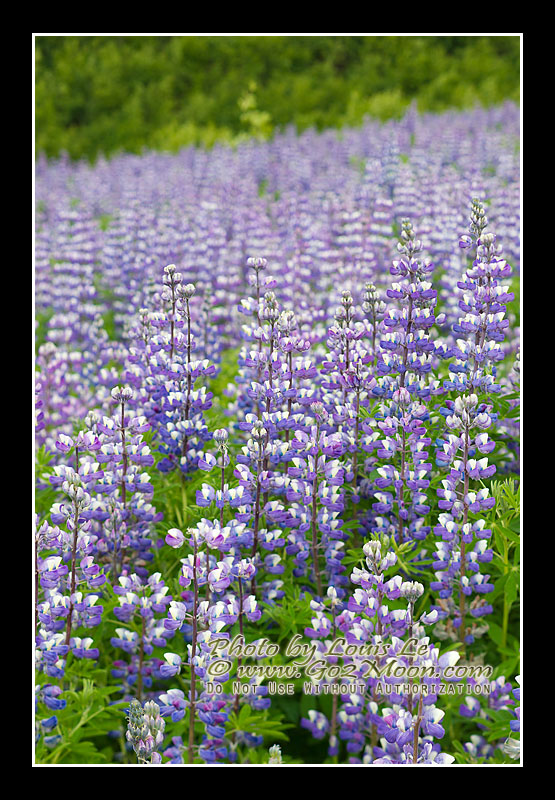 Alaska Lupin Field