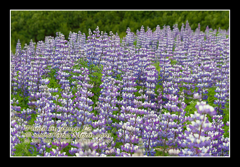Alaska Lupin Field