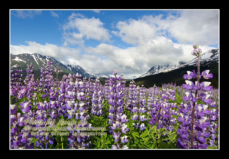 Lupinus arcticus