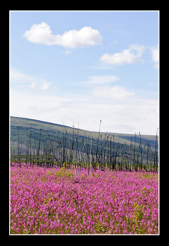 Fireweed