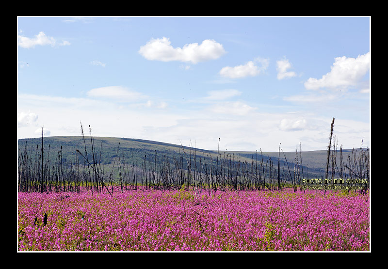 Fireweed Field