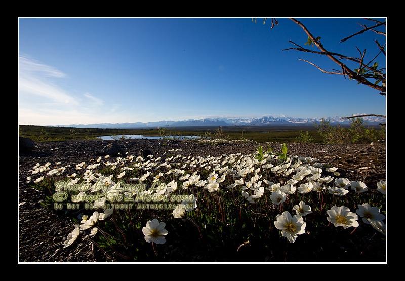 Alaska Landscape