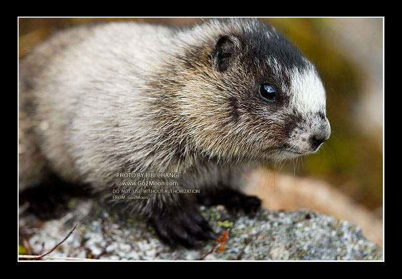 Marmot Photo