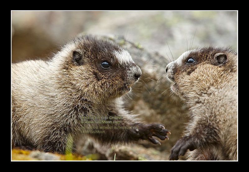 Marmot Photo