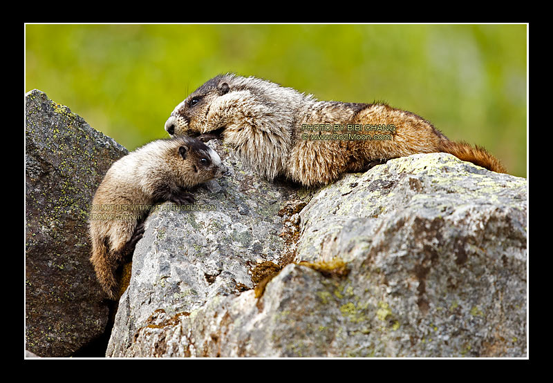 Adult and Young Marmots