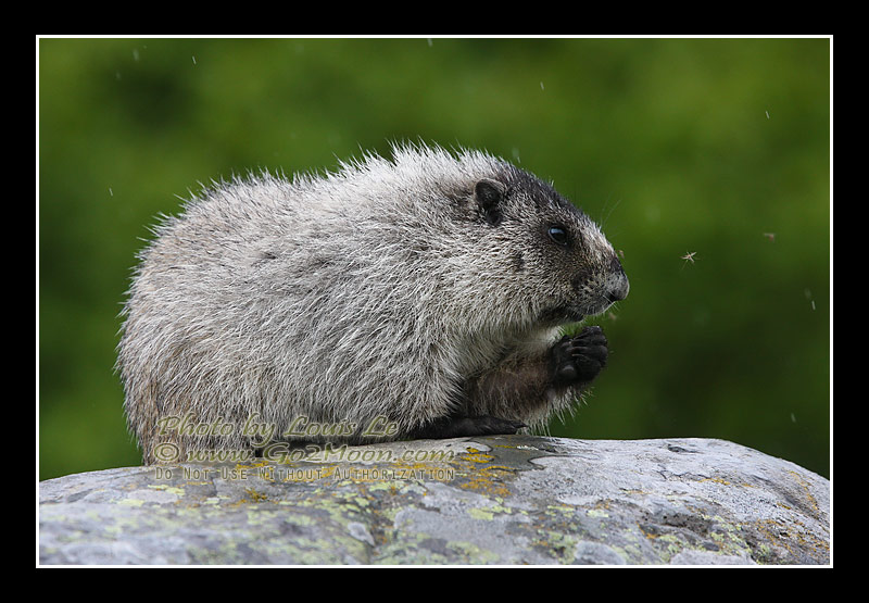 Hoary Marmot