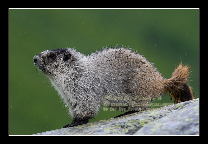 Hoary Marmot